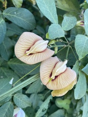 Centrosema pubescens