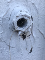 Latrodectus geometricus