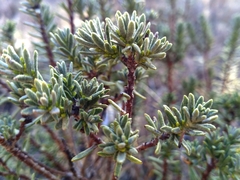 Thymelaea tinctoria