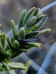 Thymelaea tinctoria