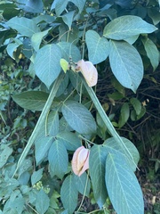 Centrosema pubescens