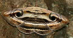 Spirama retorta