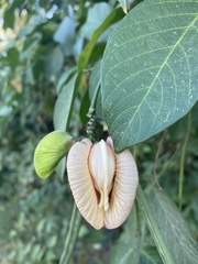 Centrosema pubescens