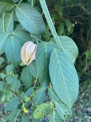 Centrosema pubescens