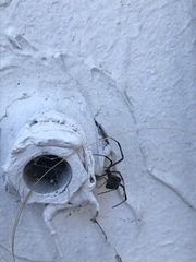 Latrodectus geometricus
