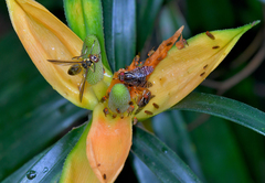 Freycinetia javanica