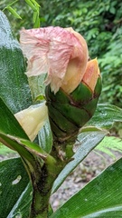Costus amazonicus