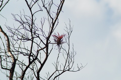 Tillandsia capitata