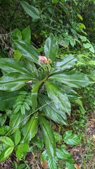 Costus amazonicus