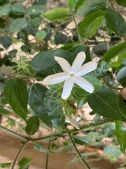 Jasminum elongatum