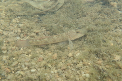 Rhinogobius similis
