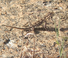 Psammophilus dorsalis