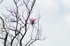 Tillandsia capitata