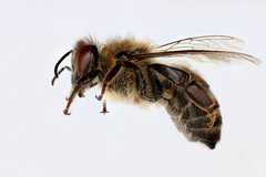 Apis mellifera