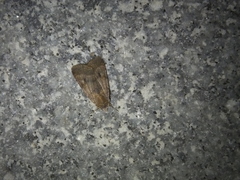 Diarsia canescens