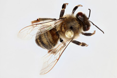 Apis mellifera