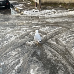 Larus michahellis