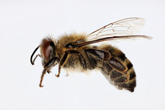 Apis mellifera