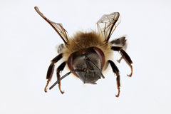 Apis mellifera
