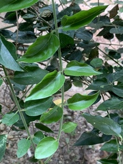 Jasminum elongatum