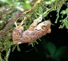 Pristimantis labiosus