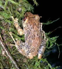 Pristimantis labiosus