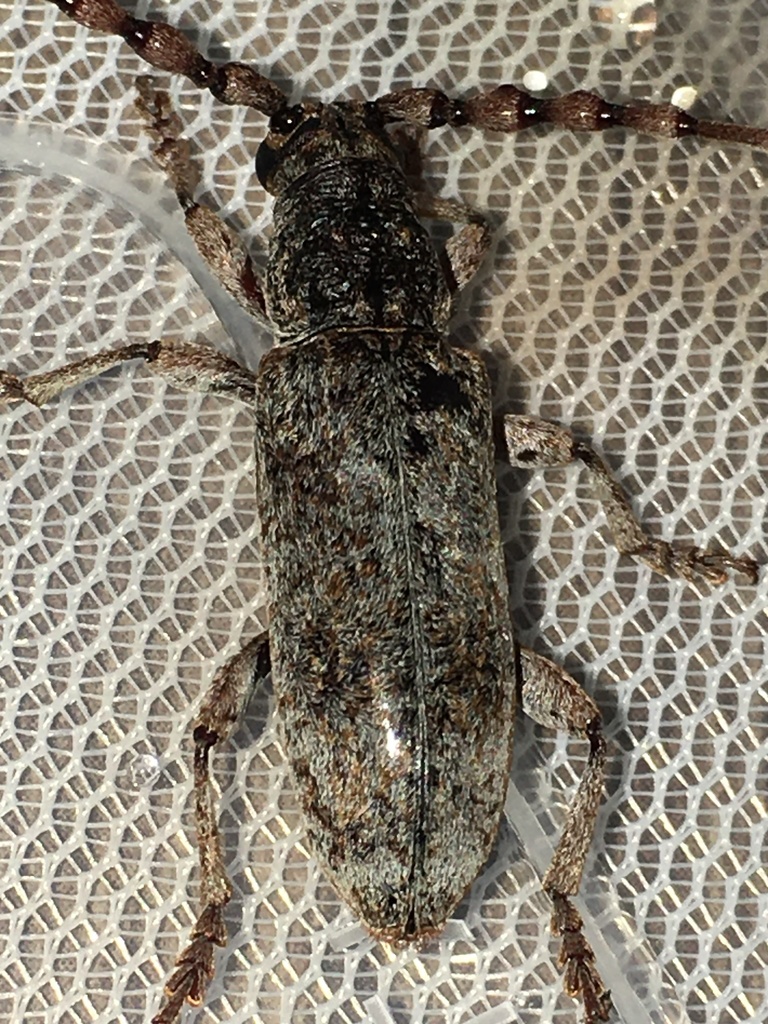 Zatrephus