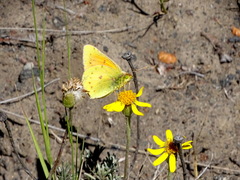 Colias vauthierii
