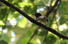 Rhynchocyclus olivaceus