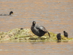 Fulica cornuta