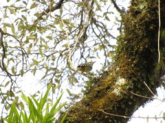 Hypoedaleus guttatus