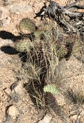 Opuntia macrocentra