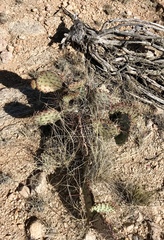 Opuntia macrocentra
