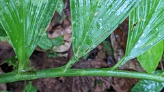 Costus erythrophyllus