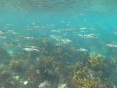 Atherinomorus vaigiensis