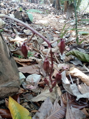 Catasetum laminatum