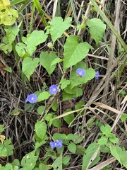 Jacquemontia pentanthos