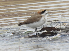 Charadrius alticola
