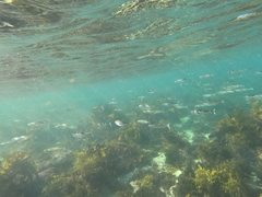 Atherinomorus vaigiensis