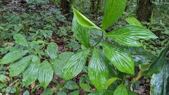 Costus erythrophyllus