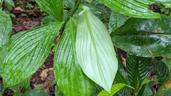 Costus erythrophyllus