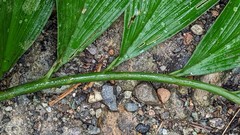 Costus erythrophyllus