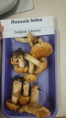 Russula fellea