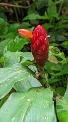 Costus scaber
