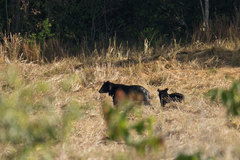 Ursus thibetanus mupinensis