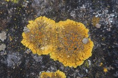 Variospora aurantia