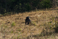 Ursus thibetanus mupinensis