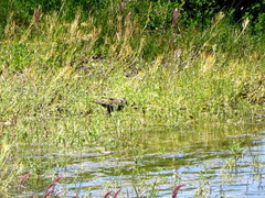 Cinclodes patagonicus