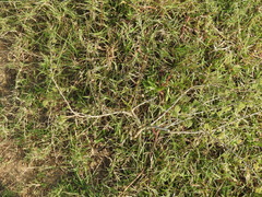 Dichrostachys