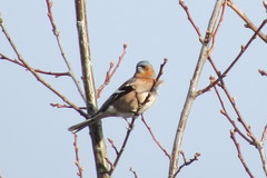 Fringilla coelebs